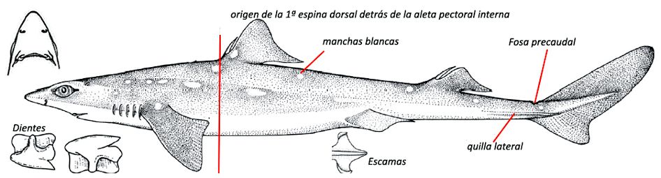 Squalus acanthias_01.jpg